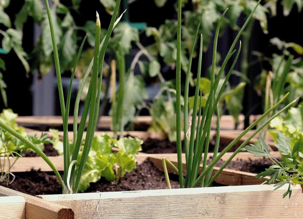 découvrez comment pratiquer le jardinage en milieu urbain avec nos astuces et conseils pour faire pousser vos propres fruits et légumes, même en ville.