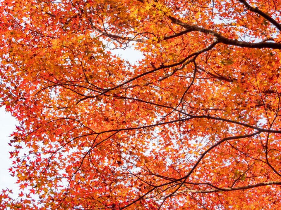 découvrez le charme exceptionnel du sapin japonais, un arbre ornemental prisé pour ses feuilles délicates et ses couleurs éclatantes. apprenez à cultiver et entretenir ce magnifique arbre dans votre jardin pour ajouter une touche d'élégance japonaise.