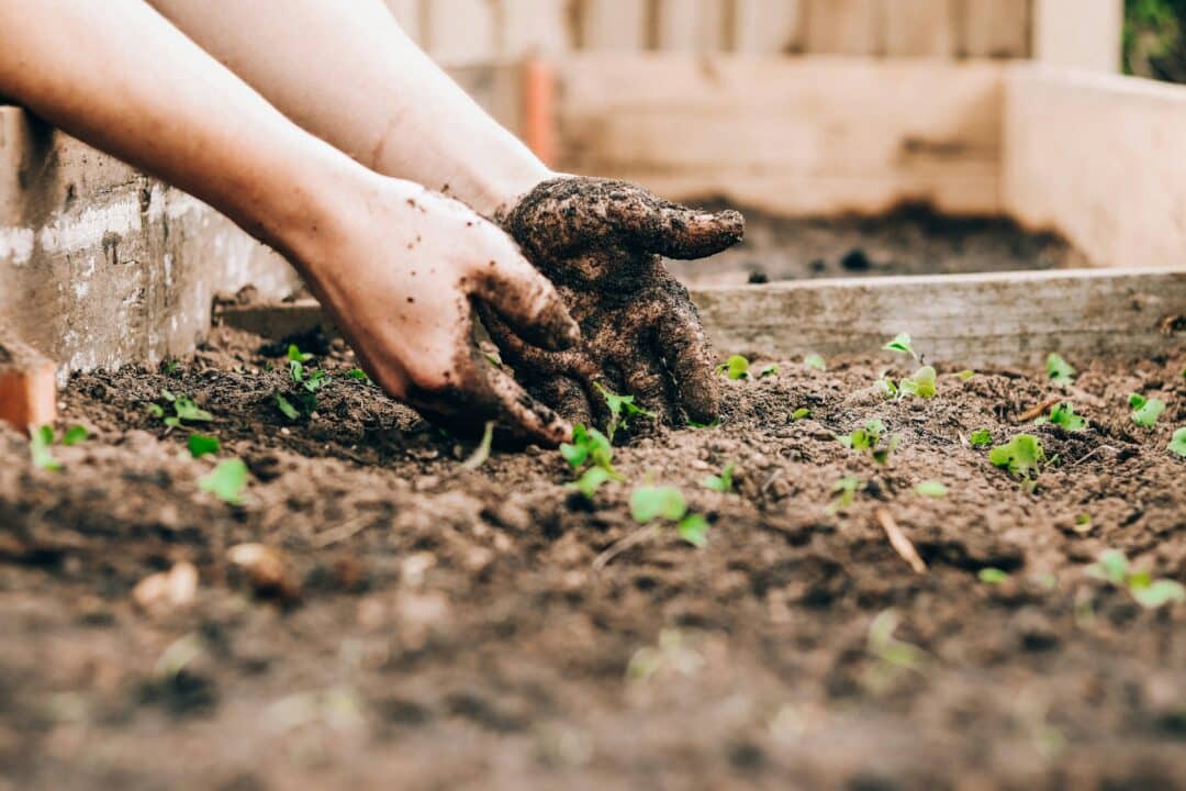 découvrez tous nos conseils et astuces pour un jardinage réussi. apprenez à entretenir vos plantes, à aménager votre jardin et à profiter pleinement de votre espace extérieur.