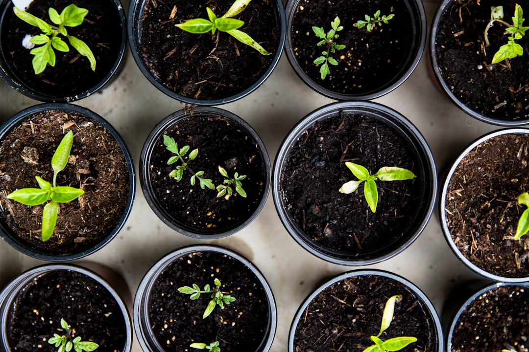 découvrez l'univers apaisant des jardins : aménagement, entretien, plantes et conseils pour créer un espace extérieur florissant et relaxant, idéal pour profiter de la nature.