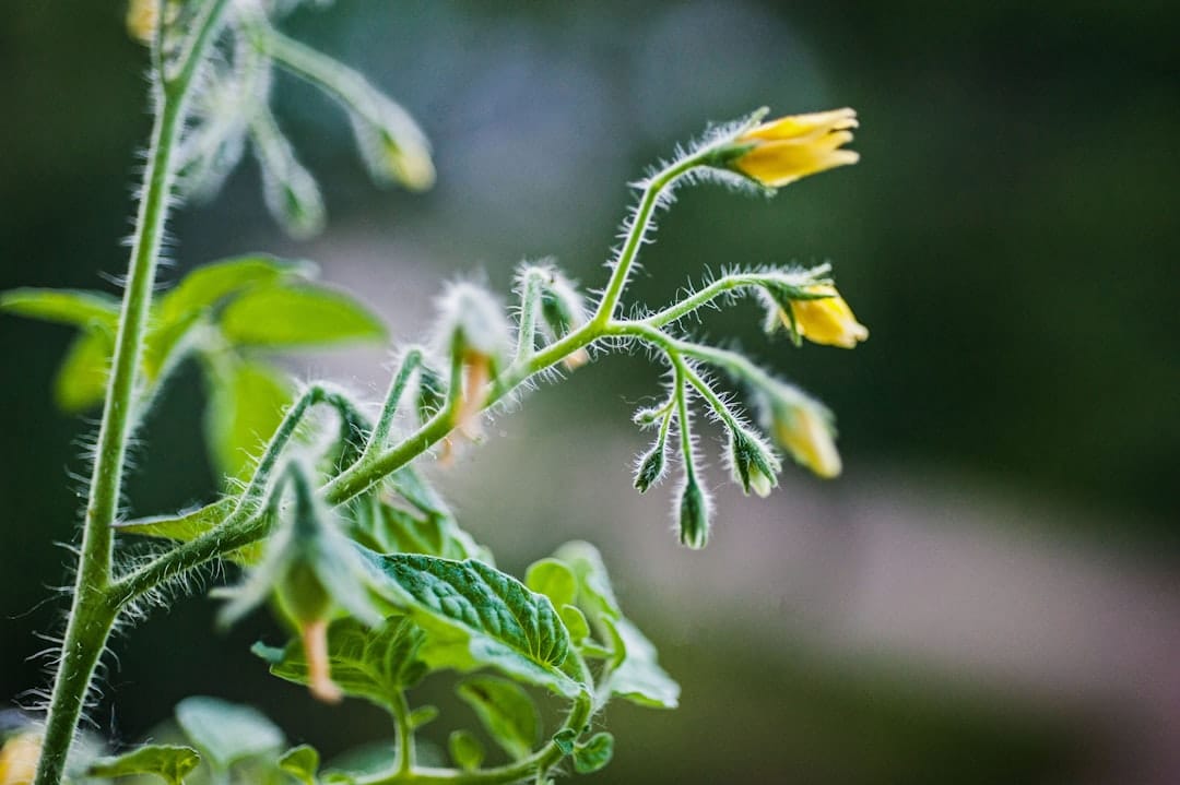 découvrez l'art du jardinage sur balcon ! apprenez à cultiver vos propres plantes, fleurs et légumes dans un espace réduit, tout en créant un havre de paix et de verdure. idées pratiques, conseils d'entretien et astuces pour optimiser votre jardin urbain.