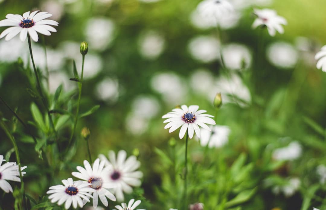 découvrez comment transformer votre balcon en un jardin luxuriant avec des conseils sur le choix des plantes, l'aménagement et l'entretien. créez un espace vert apaisant et esthétique, même dans un petit espace urbain.