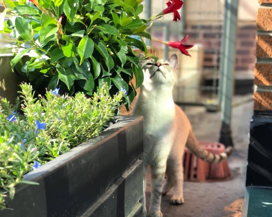 découvrez les meilleures astuces de jardinage sur balcon pour transformer votre espace extérieur en un véritable havre de verdure. apprenez à cultiver des fleurs, des légumes et des herbes aromatiques dans cet environnement urbain, tout en exploitant au mieux chaque mètre carré.