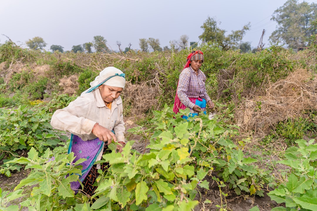 découvrez les avantages de l'irrigation automatique pour vos jardins et cultures : économisez de l'eau, optimisez vos récoltes et réduisez la manutention. adoptez une solution innovante et durable pour un entretien facile et efficace de vos espaces verts.