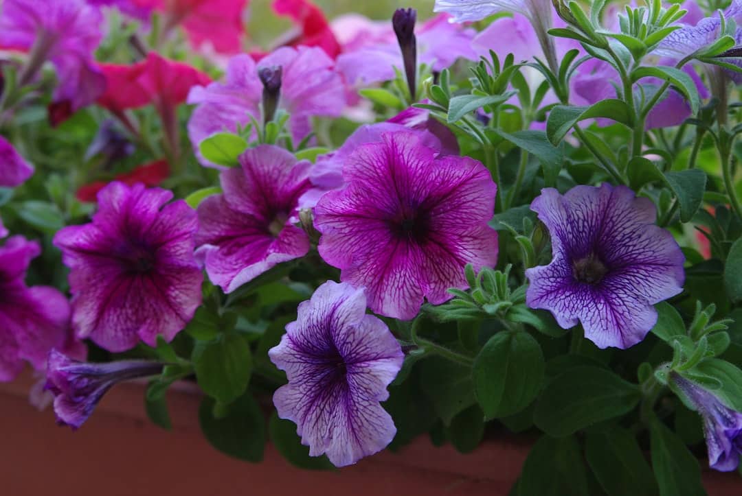 découvrez comment transformer votre balcon en un magnifique jardin. apprenez des astuces pour choisir les meilleures plantes, maximiser l'espace et créer un havre de paix verdoyant en plein air.