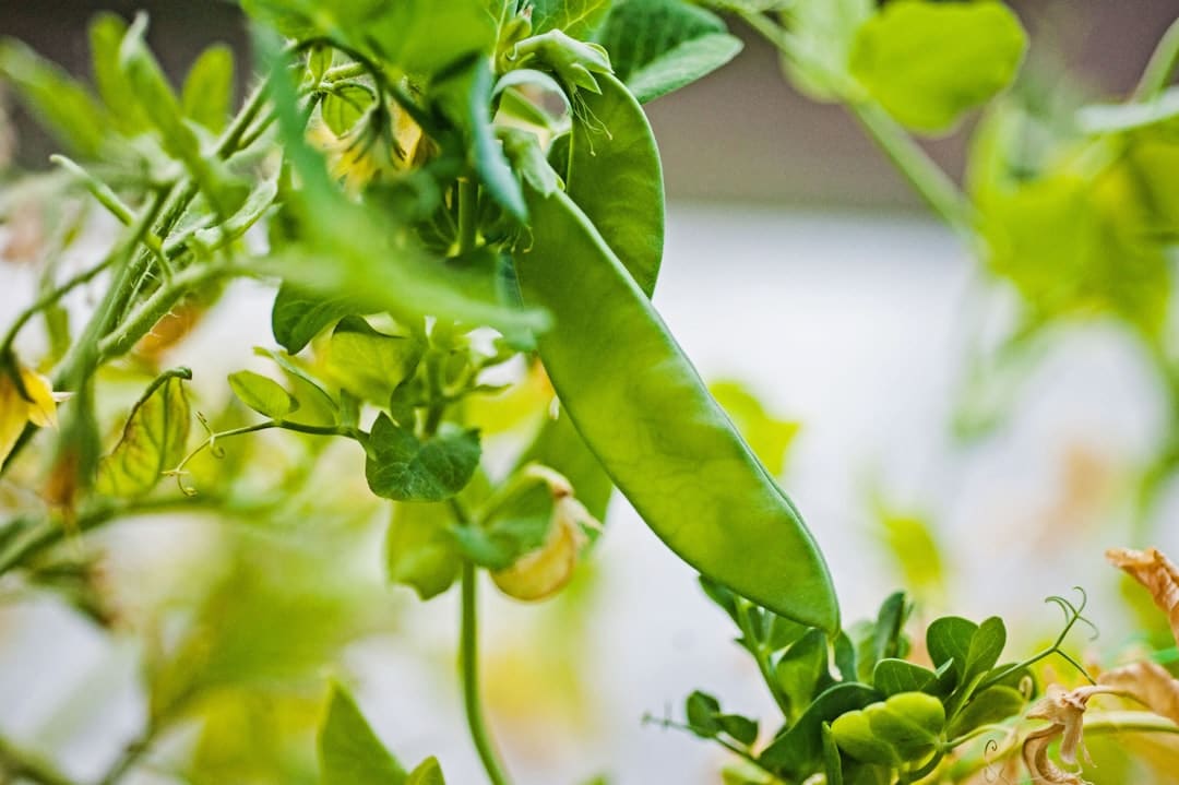 découvrez l'art du jardinage sur balcon et transformez votre espace extérieur en un havre de verdure. apprenez à cultiver des plantes aromatiques, des fleurs et des légumes en utilisant des pots, des jardinières et des techniques adaptées à l'espace restreint. idéal pour les citadins souhaitant profiter des bienfaits du jardinage, même dans les petits appartements.