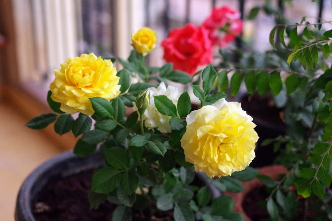 découvrez des conseils pratiques et des idées créatives pour jardiner sur votre balcon. apprenez à choisir les plantes adaptées, à optimiser l'espace et à entretenir votre jardin urbain, même dans une petite superficie.