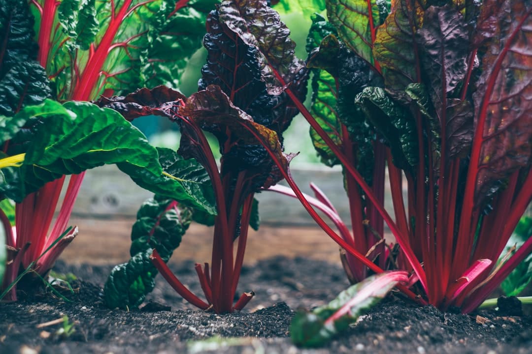 découvrez comment jardiner à moindre coût avec nos astuces pratiques pour un jardin fleuri sans se ruiner. apprenez à économiser tout en cultivant des plantes saines et magnifiques, même avec un budget limité.