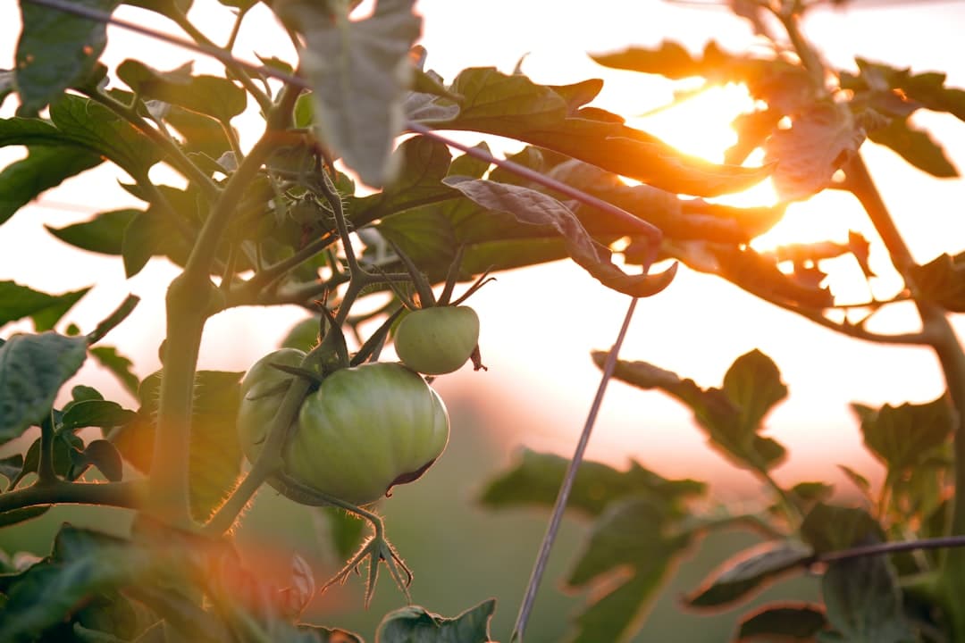 découvrez l'univers enchanteur des jardins : conseils de jardinage, idées de décoration extérieure, plantes et fleurs à cultiver, et astuces pour créer un havre de paix dans votre espace vert.