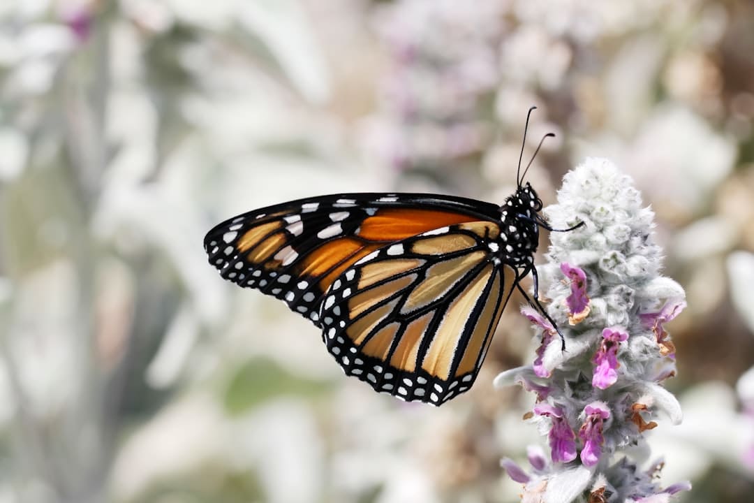 transformez votre jardin en un espace de rêve grâce à nos astuces et conseils pratiques. découvrez les meilleures idées de décoration et d'aménagement pour revitaliser votre extérieur et créer une oasis de beauté et de sérénité.