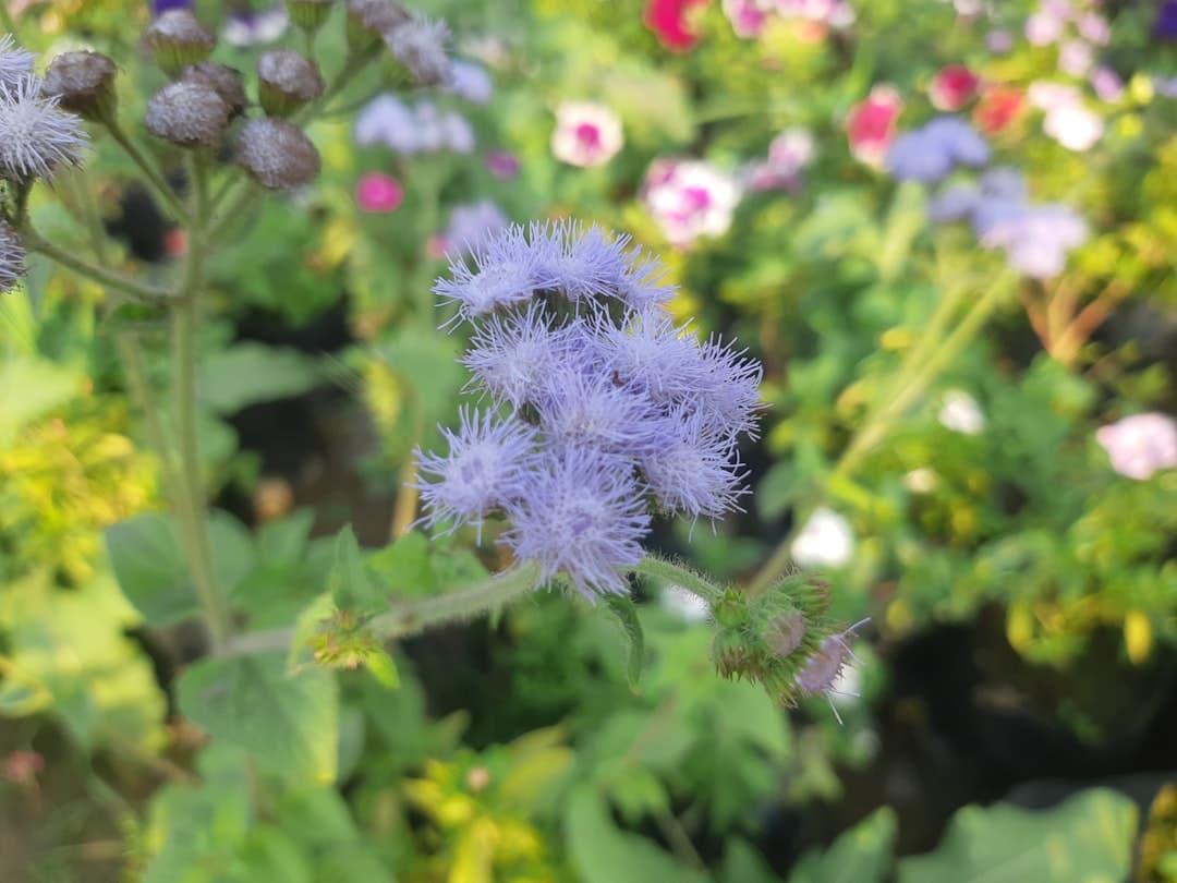 découvrez des conseils de jardinage essentiels pour cultiver un jardin luxuriant et sain. apprenez les meilleures techniques pour entretenir vos plantes, optimiser votre sol et profiter d'une récolte abondante tout en respectant l'environnement.