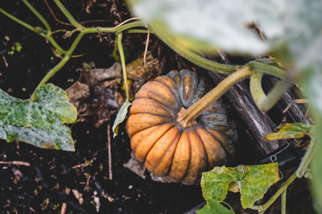 découvrez notre gamme d'outils de jardinage de qualité, idéaux pour tous vos projets de jardin. que vous soyez jardinier amateur ou professionnel, nous avons ce qu'il vous faut pour cultiver et entretenir vos espaces verts avec efficacité.