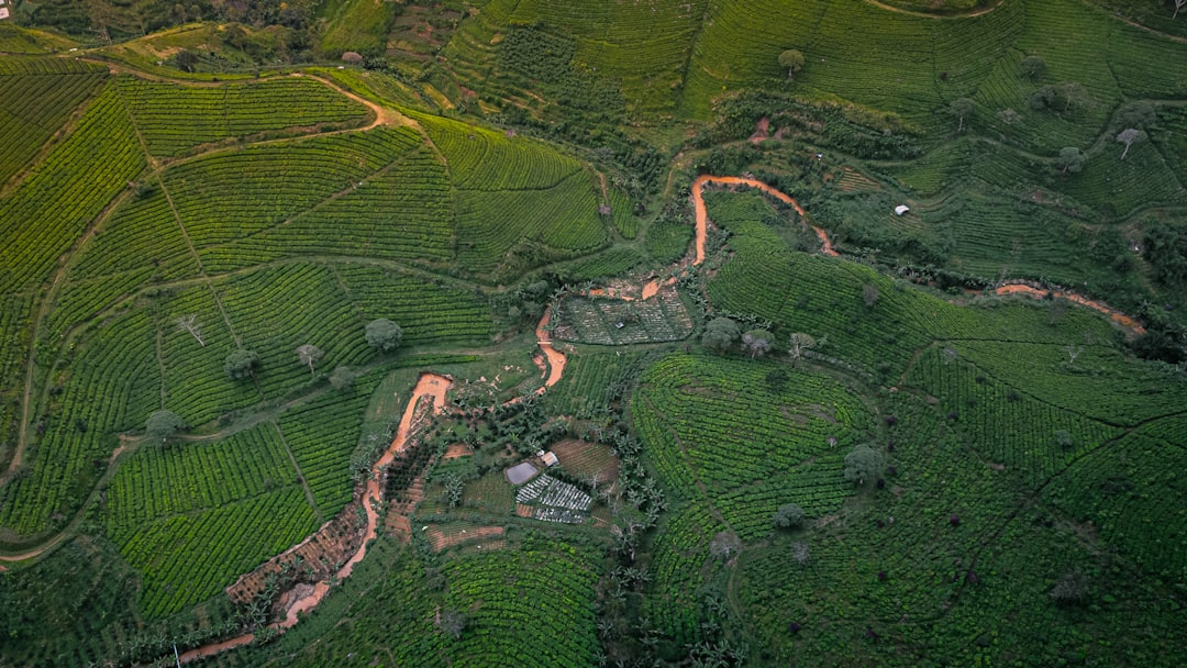 découvrez l'envoûtante beauté des jardins de thé, où la sérénité rencontre la nature. explorez les variétés de thé, apprenez sur la culture du thé et profitez d'une expérience immersive au cœur de ces paysages verdoyants et apaisants.