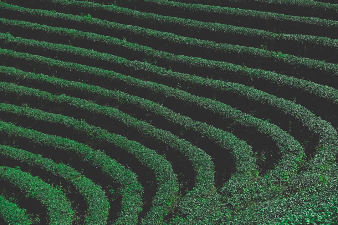 découvrez notre jardin de thé, un havre de paix où vous pourrez vous immerger dans l'univers aromatique du thé. profitez d'une expérience relaxante au cœur de la nature, avec une sélection de thés fins et des paysages enchanteurs.