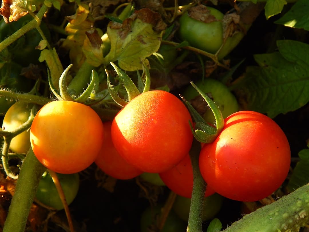 découvrez les secrets du jardinage avec notre guide complet sur le potager. apprenez à cultiver vos propres légumes, à choisir les bonnes variétés et à maximiser votre espace pour une récolte abondante et savoureuse!