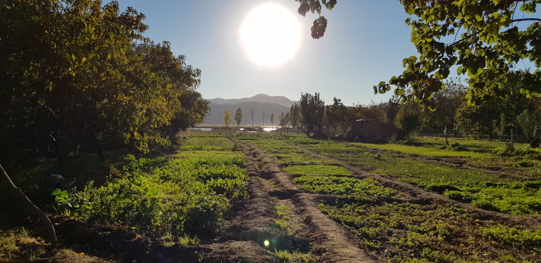 découvrez comment créer et entretenir un jardin potager luxuriant avec des conseils pratiques sur le choix des légumes, l'aménagement des espaces et les techniques de culture pour une récolte abondante.