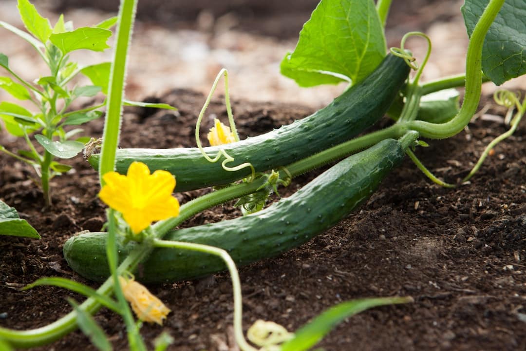 découvrez les secrets d'un jardin potager prospère avec nos conseils pratiques pour cultiver des légumes frais et savoureux. apprenez à choisir les bonnes variétés, à entretenir vos plantations et à maximiser votre récolte tout au long de l'année.