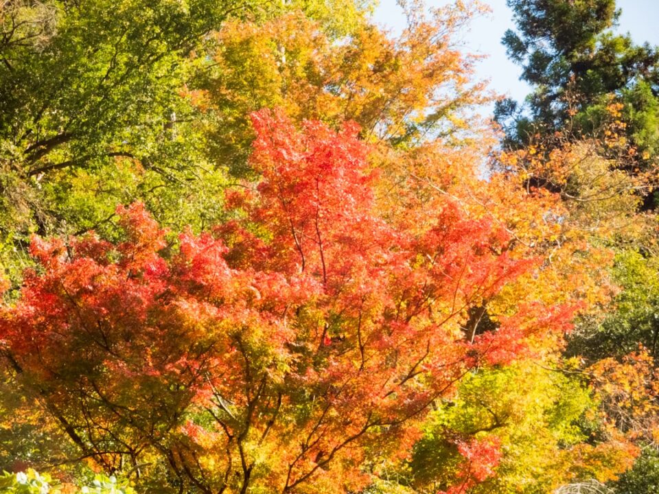 découvrez le charme unique du érable japonais, un arbre ornemental prisé pour ses magnifiques feuillages colorés et sa forme élégante. apprenez à cultiver et entretenir cet arbre fascinant dans votre jardin, idéal pour ajouter une touche de beauté asiatique à votre paysage.