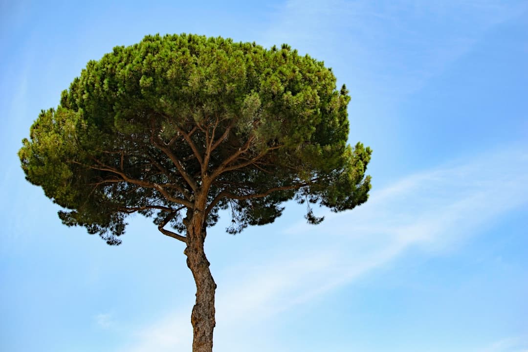 découvrez les meilleures techniques de taille des figuiers pour favoriser une croissance saine et une récolte abondante. apprenez quand et comment tailler vos arbres à figues pour optimiser leur rendement et maintenir une forme esthétique.