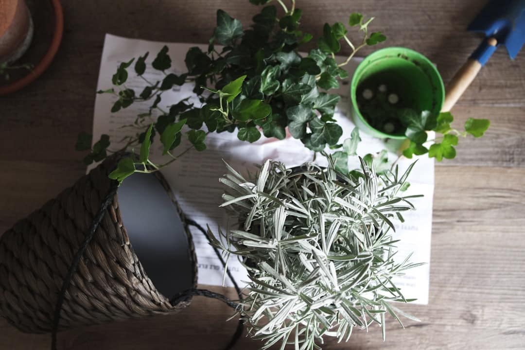 découvrez les meilleures méthodes de propagation de l'ivy pour enrichir votre jardin. apprenez à multiplier vos plantes facilement et à leur donner un nouvel élan grâce à nos conseils pratiques.