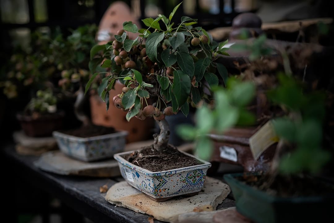 découvrez l'art fascinant du bonsaï, une pratique millénaire qui allie patience et créativité. apprenez à cultiver et à entretenir ces magnifiques arbres miniatures chez vous, et plongez dans le monde apaisant de la nature en intérieur.