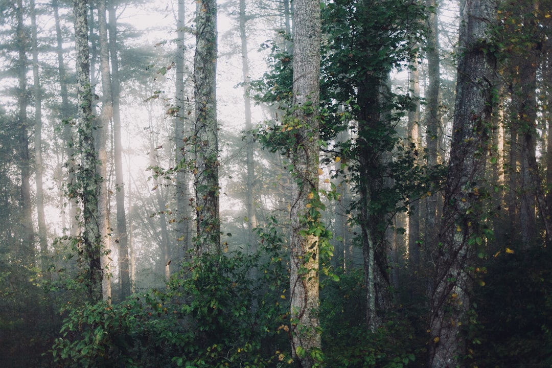 découvrez la fascinante transformation du figuier, un arbre emblématique qui évolue au fil des saisons. explorez son cycle de vie, ses bienfaits pour l'environnement et les étapes captivantes de sa croissance. plongez dans l'univers de cet arbuste aux nombreuses vertus.