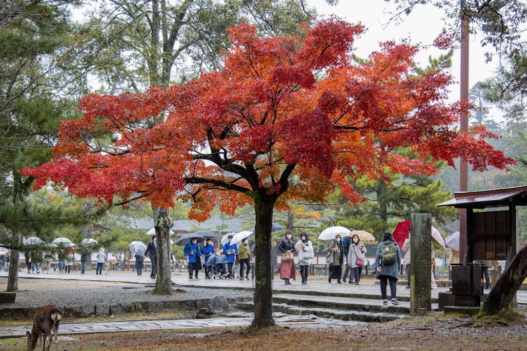 découvrez le charme unique de l'érable japonais, un arbre captivant célèbre pour ses feuilles délicates et ses couleurs éclatantes. idéal pour embellir votre jardin ou votre espace extérieur, cet arbre se distingue par sa silhouette élégante et son entretien simple. explorez les variétés et les conseils de culture pour profiter pleinement de cette beauté naturelle.