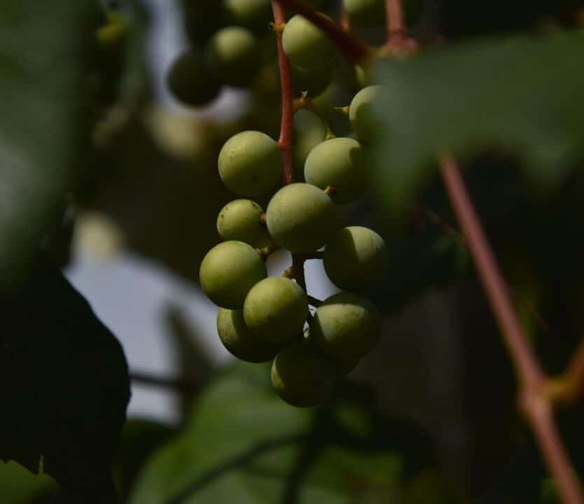 découvrez les arbrisseaux d'olivier, des plantes méditerranéennes élégantes et résistantes, idéales pour embellir votre jardin. apprenez à les entretenir et à les intégrer harmonieusement dans votre paysage.